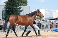 /album/fotogaleria/dsc-1810-jpg/